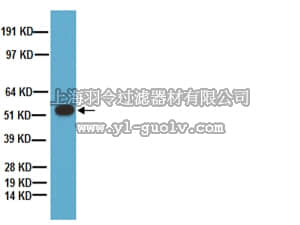 merck millipore,默克密理博,AB1541,Anti-Tryptophan Hydroxylase Antibody