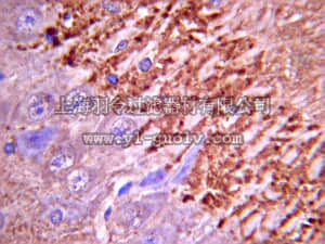 merck millipore,默克密理博,AB1543P,Anti-Synapsin I Antibody