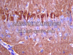 merck millipore,默克密理博,AB1543,Anti-Synapsin I Antibody
