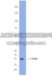 merck millipore,默克密理博,AB15440,Anti-GEC1 Antibody
