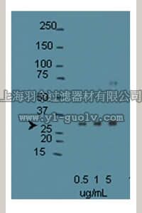 merck millipore,默克密理博,AB15456,Anti-Brn4/POU3F4 Antibody