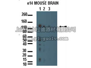 merck millipore,默克密理博,AB15458,Anti-DASM1 Antibody