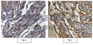 merck millipore,默克密理博,AB1549,Anti-Brain Natriuretic Peptide Antibody