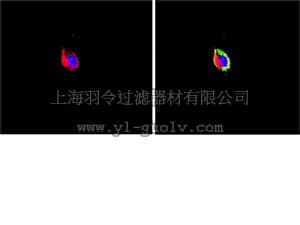 merck millipore,默克密理博,AB1554,Anti-Nerve Growth Factor Receptor Antibody, p75