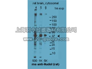 merck millipore,默克密理博,AB15664,Anti-NUDEL Antibody