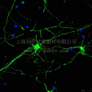 merck millipore,默克密理博,AB15708A4,Anti-Beta III Tubulin Antibody, Alexa Fluor 488 Conjugate,AB15708A4