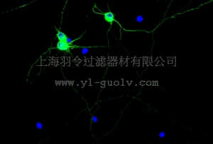 merck millipore,默克密理博,AB15708B,Anti-Beta III Tubulin, Biotin conjugate Antibody