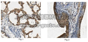 merck millipore,默克密理博,AB15858,Anti-Aquaporin 5 Antibody
