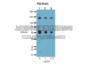 merck millipore,默克密理博,AB15860,Anti-Histamine Receptor 3 (HR3) Antibody
