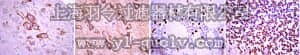 merck millipore,默克密理博,AB15894,Anti-Tbr2 Antibody