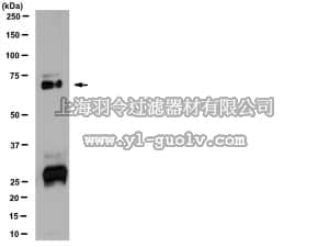 merck millipore,默克密理博,AB15928,Anti-Vitamin K dependent protein S Antibody