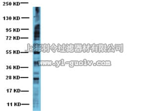 merck millipore,默克密理博,AB1603,Anti-Phosphoserine Antibody