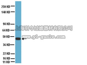 merck millipore,默克密理博,AB1726,Anti-Connexin 40 Antibody
