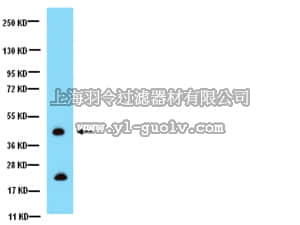 merck millipore,默克密理博,AB1728,Anti-Connexin 43 Antibody, CT, cytosolic