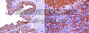 merck millipore,默克密理博,AB1745,Anti-Connexin 45 Antibody, near CT, cytoplasmic