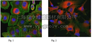 merck millipore,默克密理博,AB1761-I,Anti-Protein Gene Product 9.5 Antibody