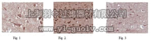 merck millipore,默克密理博,AB1768-I,Anti-GluR2 Antibody