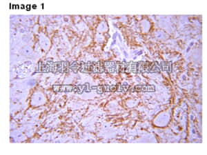 merck millipore,默克密理博,AB1778,Anti-Calbindin D-28K Antibody