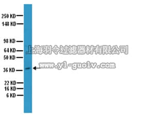 merck millipore,默克密理博,AB1870,Anti-Osteopontin Antibody