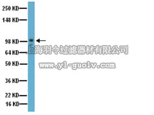 merck millipore,默克密理博,AB19016,Anti-MMP-9 Antibody, Catalytic domain