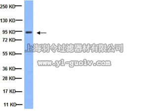 merck millipore,默克密理博,AB19022,Anti-beta-Catenin Antibody