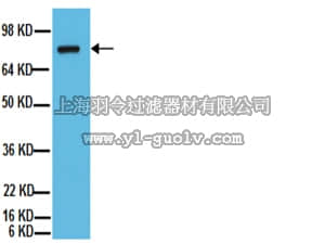 merck millipore,默克密理博,AB19026,Anti-ADAM 10 Antibody, CT