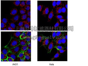 merck millipore,默克密理博,AB19027,Anti-ADAM 17 Antibody