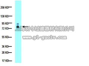 merck millipore,默克密理博,AB19167,Anti-MMP-2 Antibody, whole molecule
