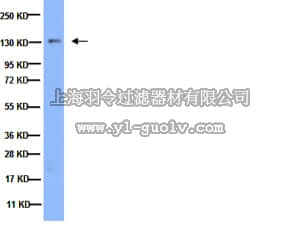 merck millipore,默克密理博,AB1920,Anti-Integrin α3 Antibody