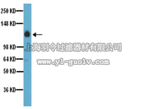merck millipore,默克密理博,AB1928,Anti-Integrin α5 Antibody, CT, Intracellular