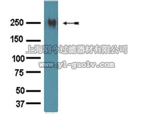 merck millipore,默克密理博,AB1954,Anti-Fibronectin Antibody