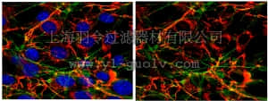 merck millipore,默克密理博,AB2033,Anti-Fibronectin Antibody