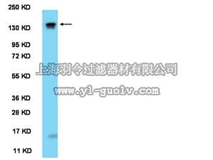 merck millipore,默克密理博,AB2201,Anti-mPER1 (residues 6-21) Antibody