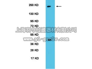 merck millipore,默克密理博,AB2202,Anti-PER2 Antibody