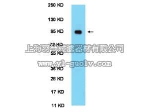 merck millipore,默克密理博,AB2203,Anti-CLOCK Antibody