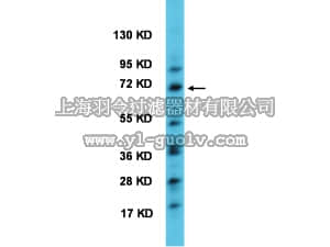 merck millipore,默克密理博,AB2204,Anti-BMAL1 Antibody