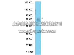 merck millipore,默克密理博,AB2209,Anti-ABBA Antibody