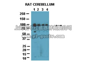 merck millipore,默克密理博,AB2212,Anti-phospho GluR4 (S862) Antibody