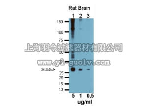 merck millipore,默克密理博,AB2218,Anti-Aquaporin 4 Antibody
