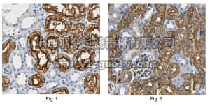 merck millipore,默克密理博,AB2219,Anti-Aquaporin 1 Antibody