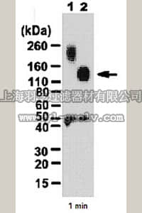 merck millipore,默克密理博,AB2226,Anti-MDGA1 Antibody
