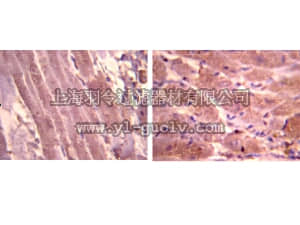 merck millipore,默克密理博,AB2232,Anti-Atrial Natriuretic Polypetide Antibody, alpha