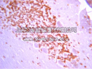 merck millipore,默克密理博,AB2233,Anti-Galanin Antibody
