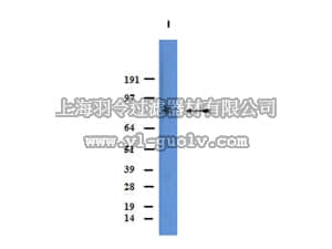 merck millipore,默克密理博,AB2234,Anti-Norepinephrine Transporter Antibody