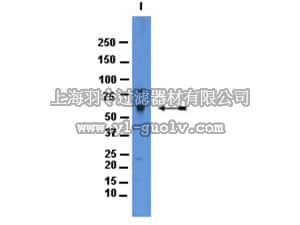merck millipore,默克密理博,AB2235,Anti-Taurine Transporter Antibody