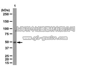 merck millipore,默克密理博,AB2237,Anti-PAX6 Antibody