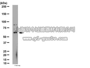 merck millipore,默克密理博,AB2241,Anti-SUR1 Antibody