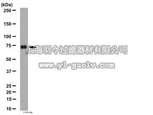 merck millipore,默克密理博,AB2242,Anti-SUR1/2 Antibody