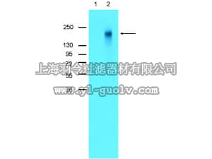 merck millipore,默克密理博,AB2250,Anti-Eph A2/A3/A4/A5 Antibody, phospho (Tyr 596/602)