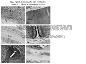 merck millipore,默克密理博,AB2251,Anti-VGLUT2 Antibody